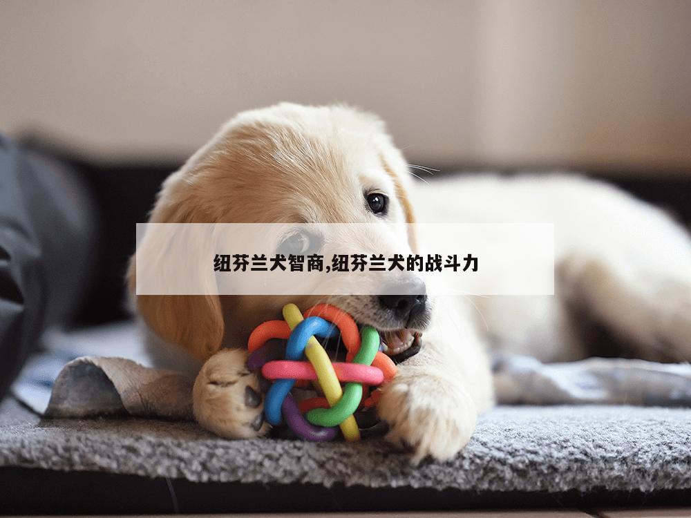 纽芬兰犬智商,纽芬兰犬的战斗力